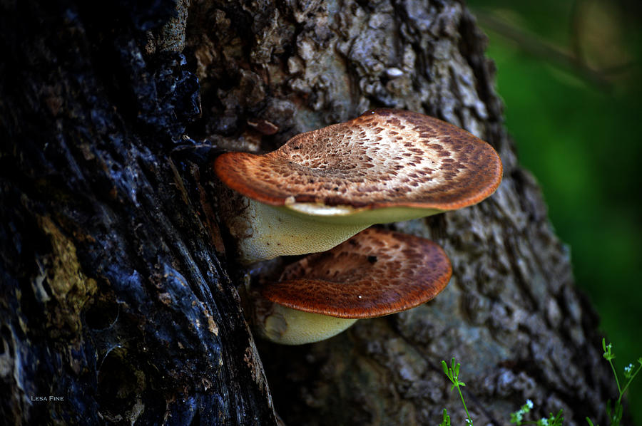 Wild Mushrooms 2156 Photograph by Lesa Fine