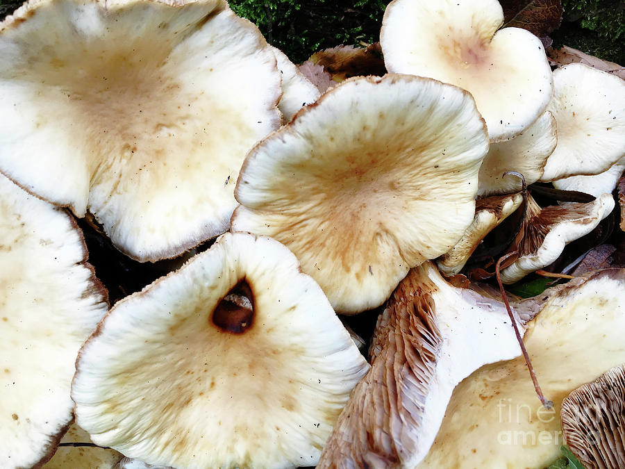 Wild mushrooms background Photograph by Tom Gowanlock