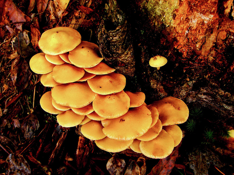Wild Mushrooms			 Photograph by Cristina Stefan