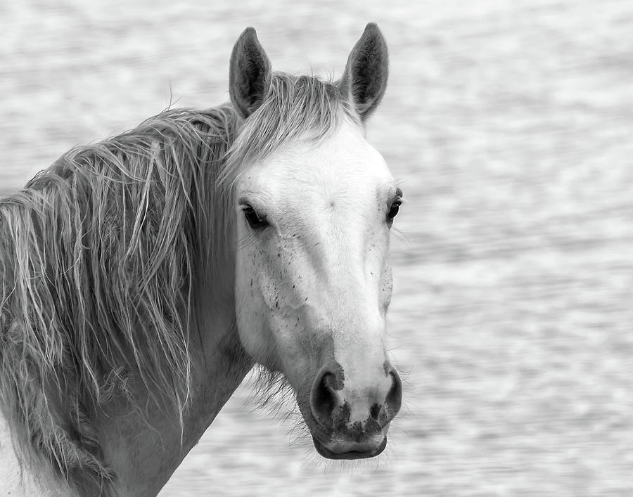 Wild Mustang at the Water Hole Photograph by Mindy Musick King