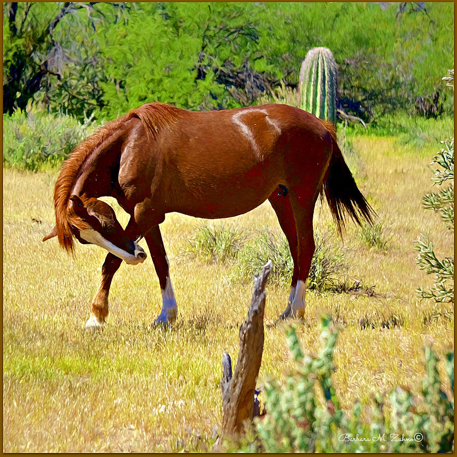 Wild Mustang Photograph by Barbara Zahno