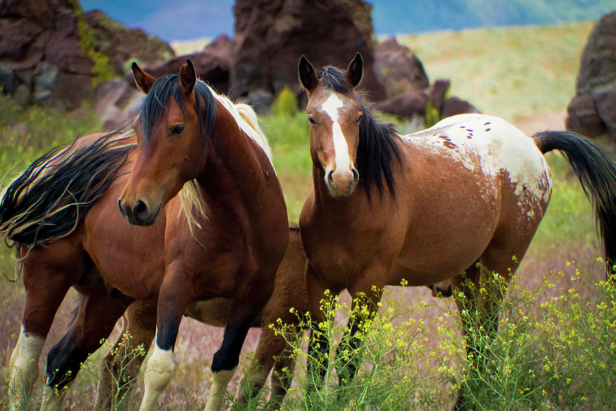 Wild Mustang Brothers Photograph by Waterdancer
