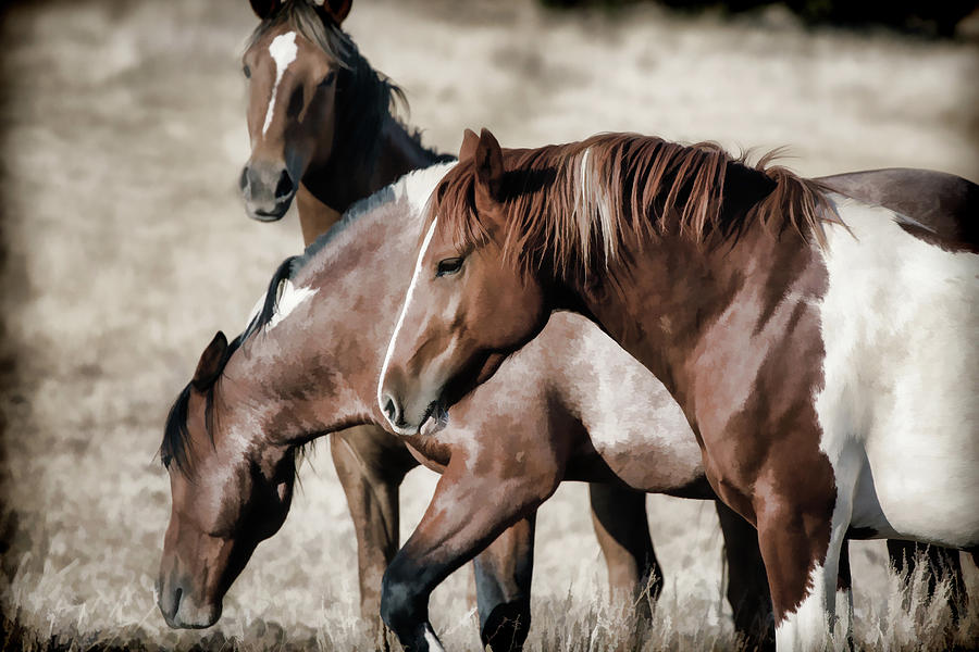 Wild Mustang Convicts Photograph by Athena Mckinzie