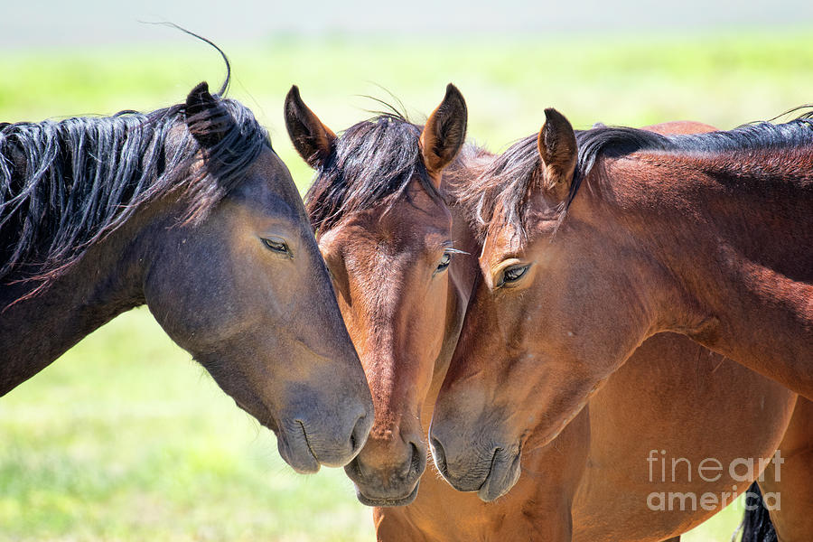 Wild Mustang Family Photograph by Mimi Ditchie