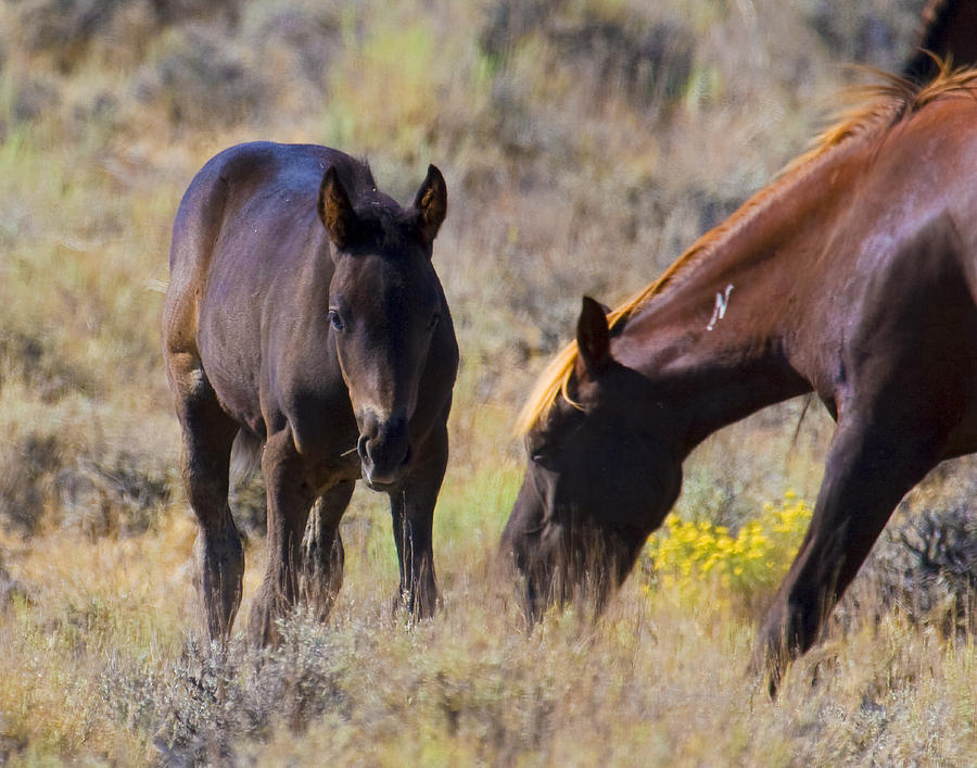 Wild Mustang Foal and Mare Photograph by Waterdancer 