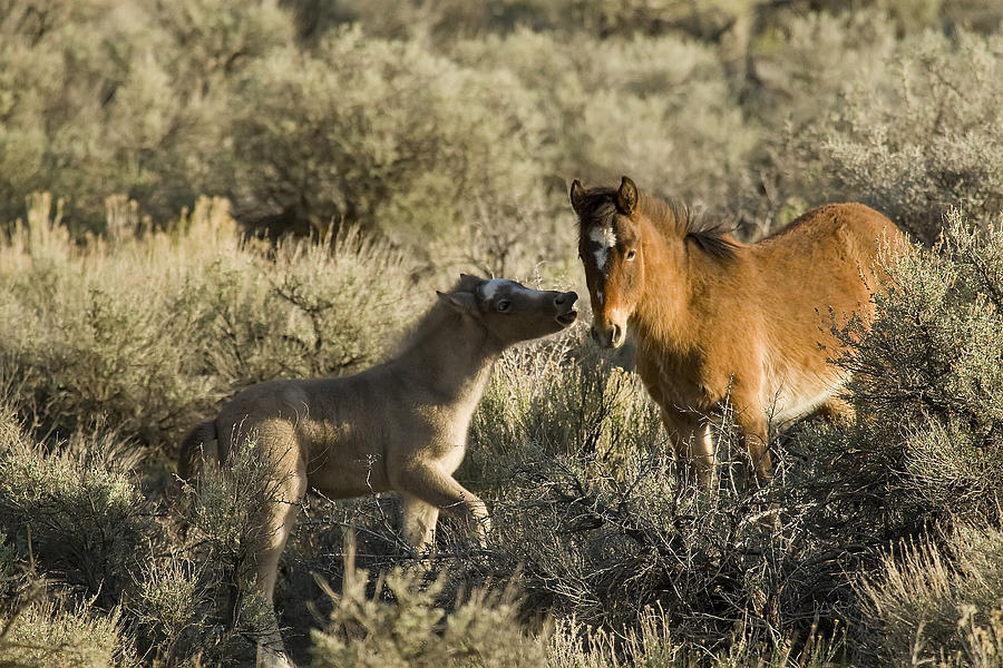 Wild Mustang Foal Horses Photograph by Waterdancer 