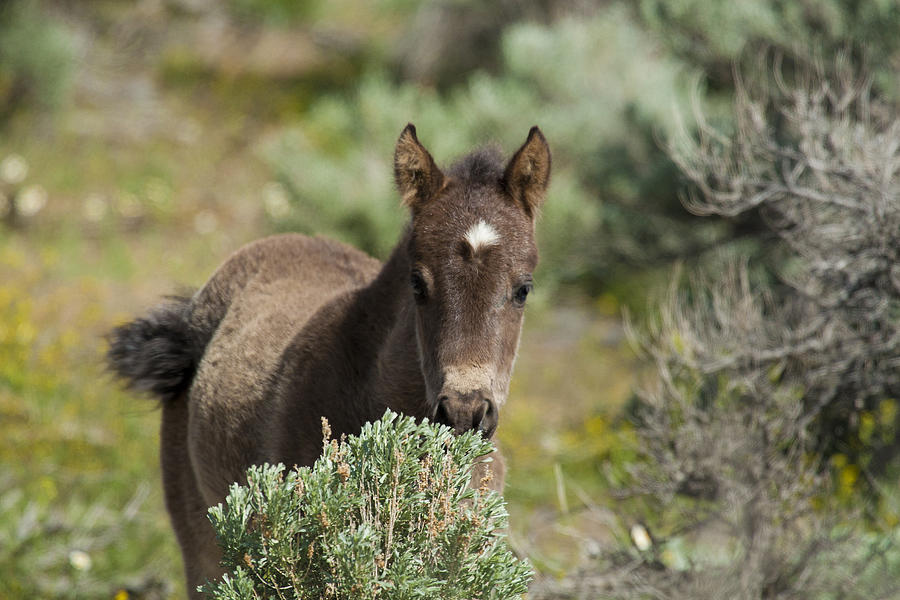 Wild Mustang Foal Photograph by Waterdancer