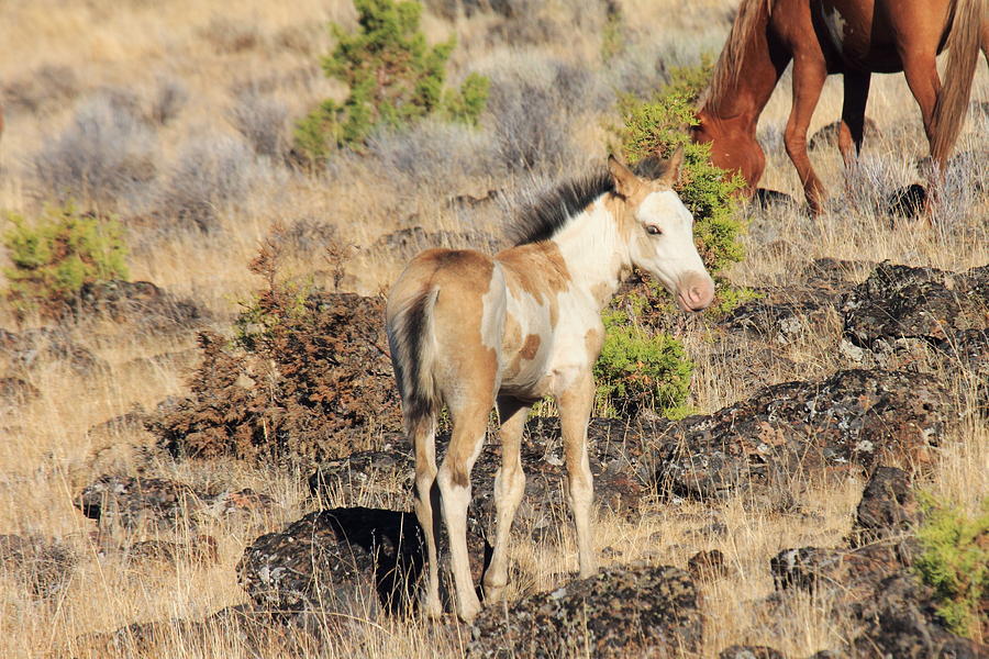 Wild Mustang Foal Photograph by Rod Giffels - Fine Art America