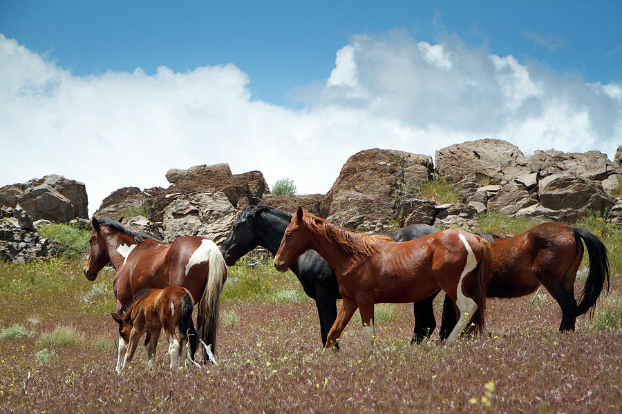Wild Mustang Herd in the Springtime. Photograph by Waterdancer