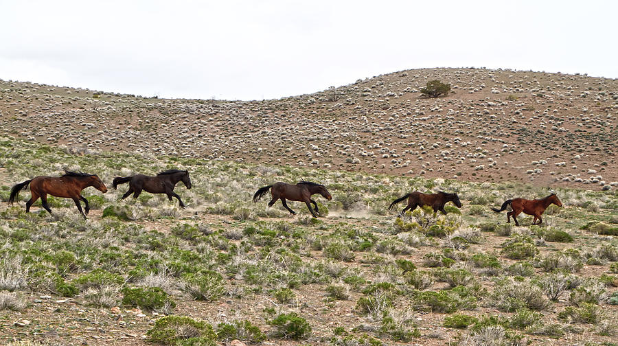 Wild Mustang herd running Photograph by Waterdancer 