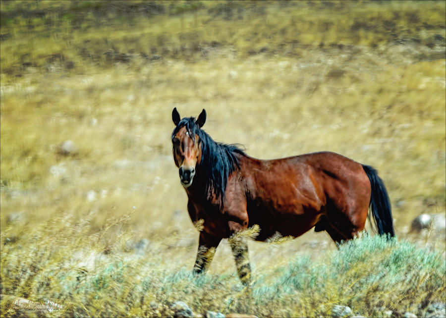 Wild Mustang Photograph by LeeAnn McLaneGoetz McLaneGoetzStudioLLCcom