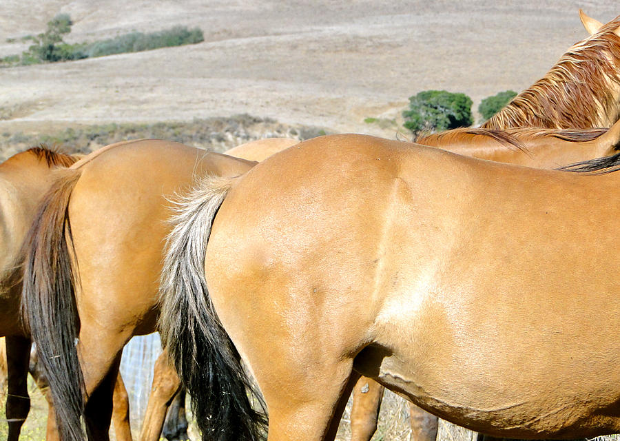 Wild Mustang Mares Photograph by Liz Vernand