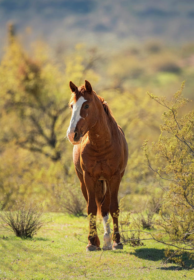 Wild Mustang on the Watch Photograph by Saija Lehtonen