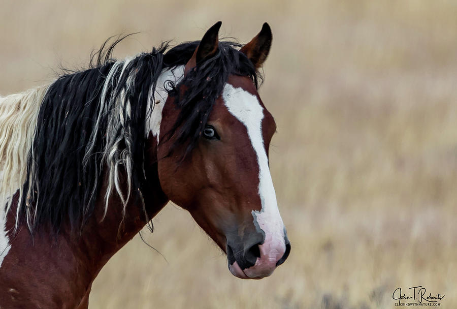 Wild Mustang Profile Photograph by Clicking With Nature