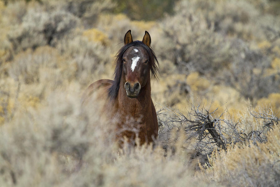 Wild Mustang Stallion Photograph by Waterdancer 