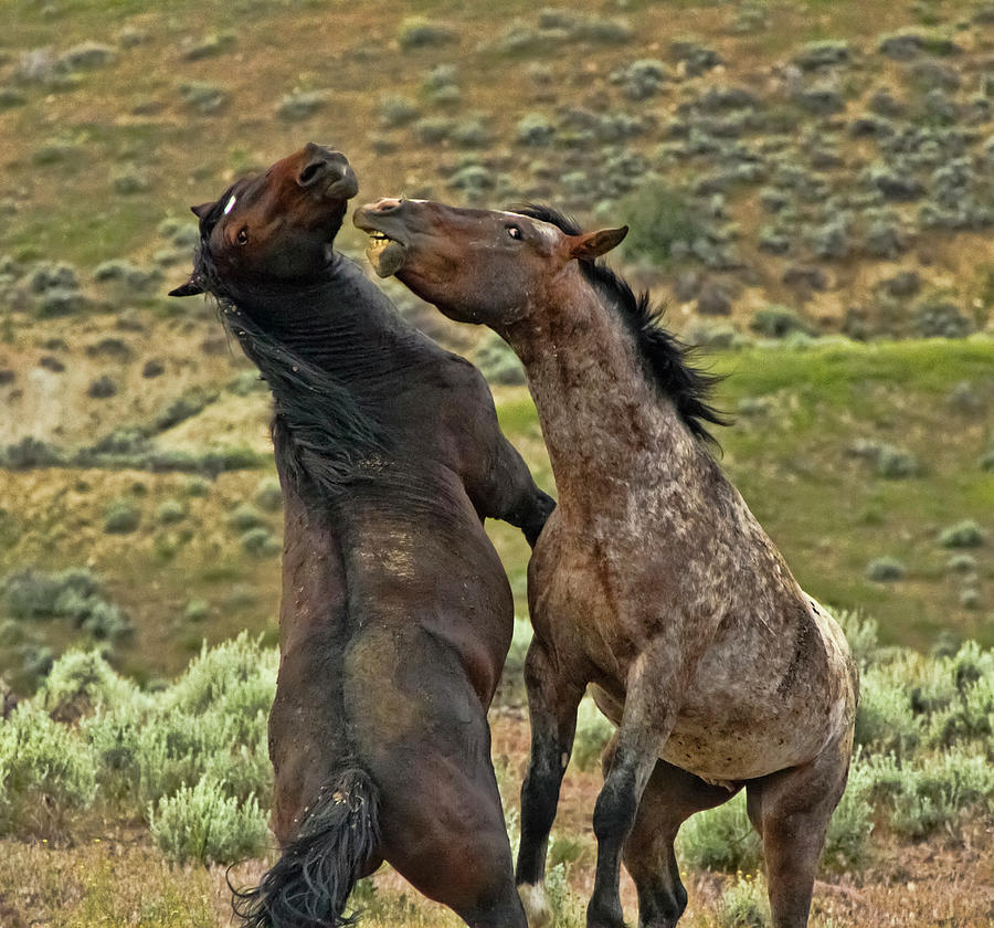 Wild Mustang Stallions Fighting Photograph by Waterdancer