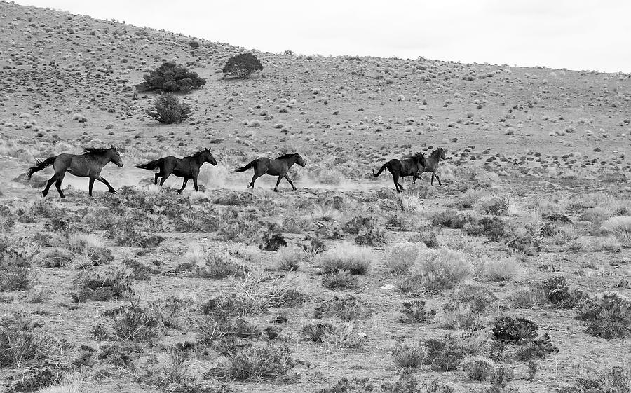 Wild Mustang Stallions Running Photograph by Waterdancer 