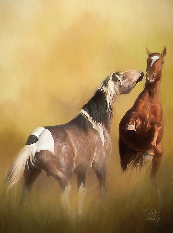 Wild Mustangs Photograph by Debra Boucher