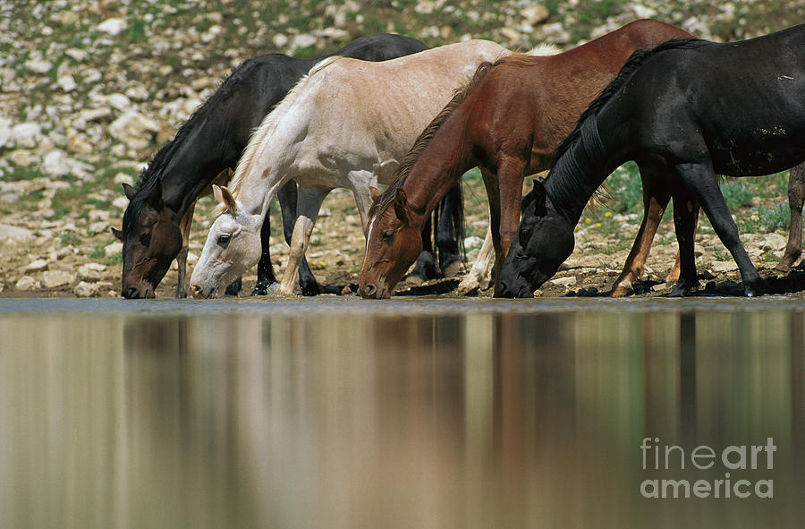 Wild Mustangs Drinking  Photograph by Yva Momatiuk and John Eastcott