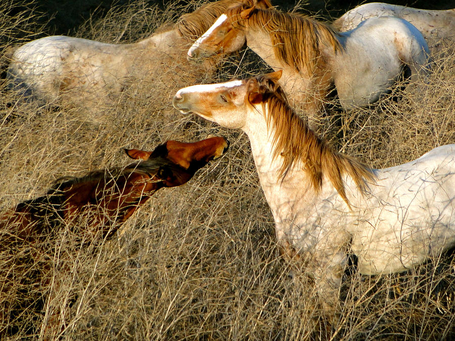 Wild Mustangs Photograph by Liz Vernand