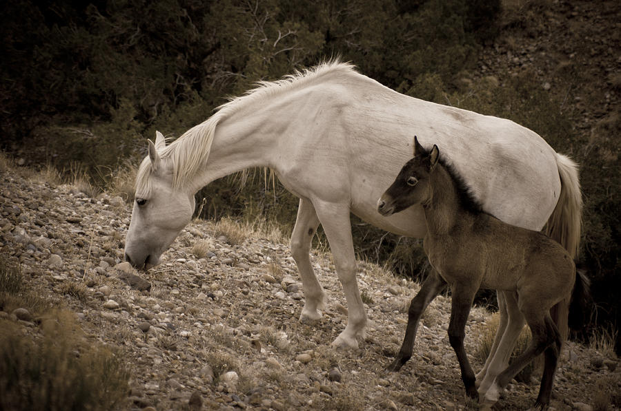 Wild Mustangs of New Mexico 22 Photograph by Catherine Sobredo