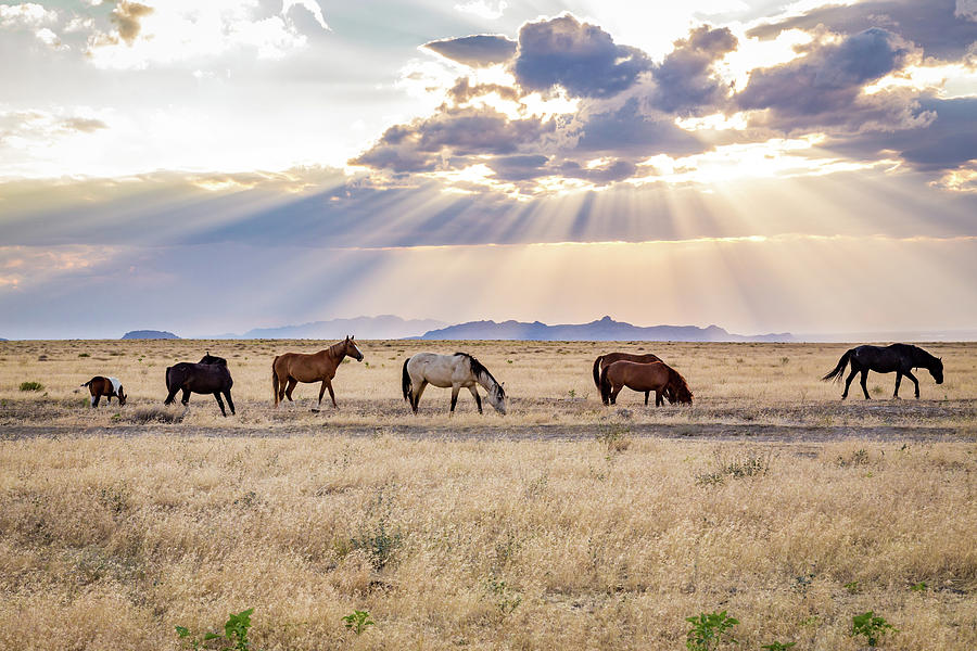 Wild Mustangs Roam the Desert Photograph by Scott Law