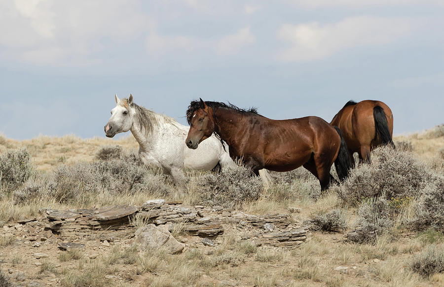 Wild Mustangs Photograph by Ronnie And Frances Howard