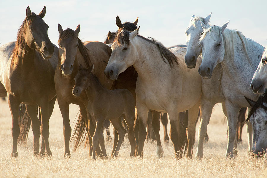 Wild Mustangs Photograph by Wesley Aston