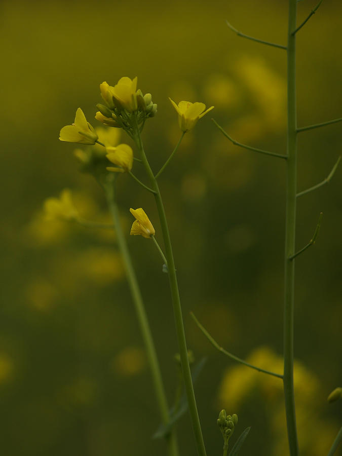 Wild Mustard Photograph by Bill Gallagher