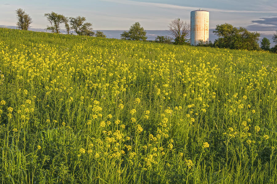 Wild Mustard Fields And Silo Photograph by Angelo Marcialis
