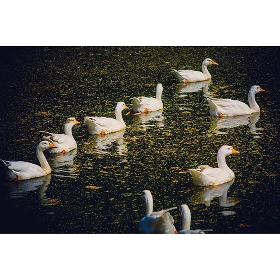 Nature Photograph - #wild #nature #naturelovers #ducks by Vikas Rathee