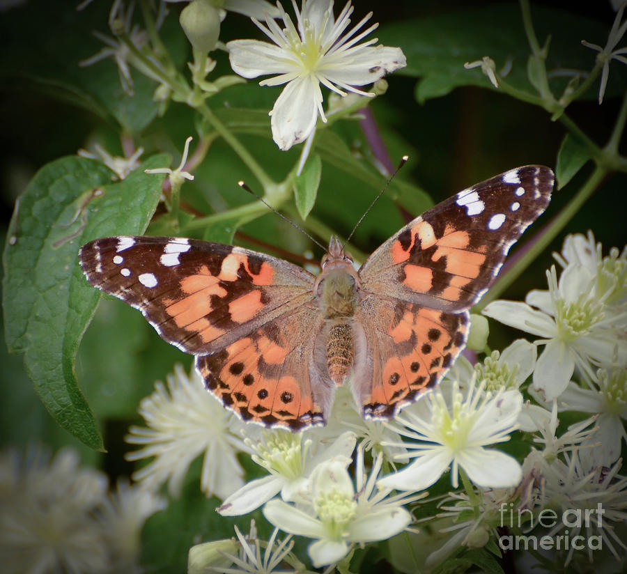 Wild Nature - Painted Lady Butterfly Photograph by Kerri Farley