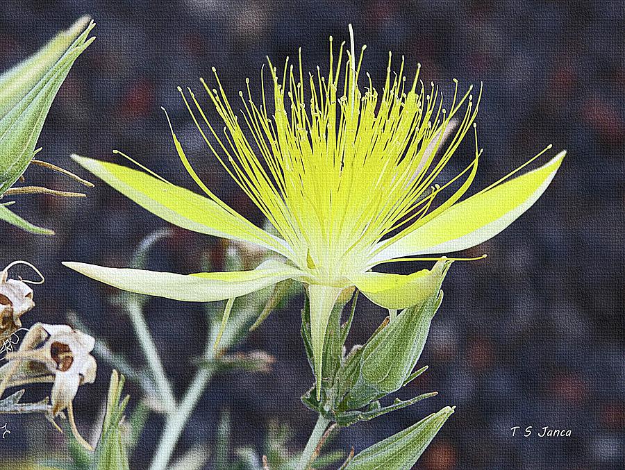 Wild Nevada Yellow Flower Digital Art by Tom Janca