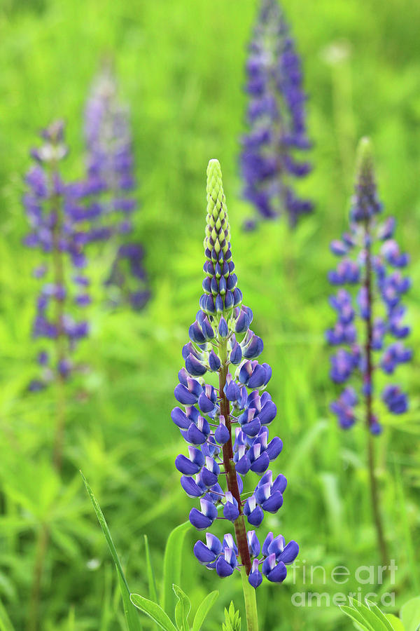 Wild New Hampshire Lupine in the White Mountains Photograph by Maili ...