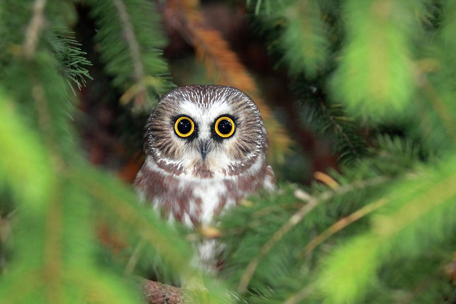 &ETH;&ETH;&deg;&Ntilde;&Ntilde;&ETH;&cedil;&ETH;&frac12;&ETH;&ordm;&ETH;&cedil; &ETH;&iquest;&ETH;&frac34; &ETH;&middot;&ETH;&deg;&ETH;&iquest;&Ntilde;&ETH;&frac34;&Ntilde;&Ntilde; owl photography baby