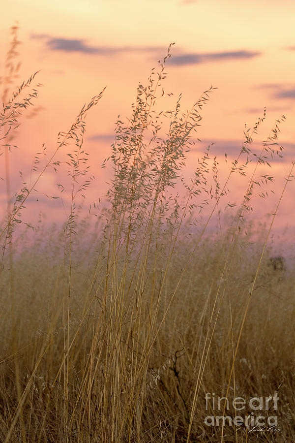 Wild Oats Photograph by Linda Lees