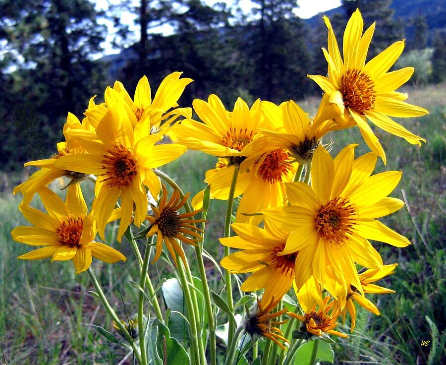 Wild Okanagan Sunflowers Photograph by Will Borden