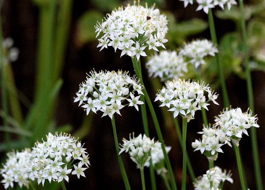 Wild Onion Blooms Photograph by Sheila Brown