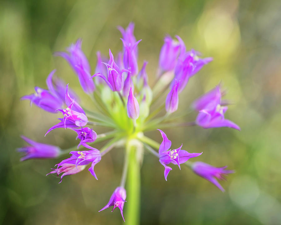 Wild onion flower closeup Photograph by Vishwanath Bhat