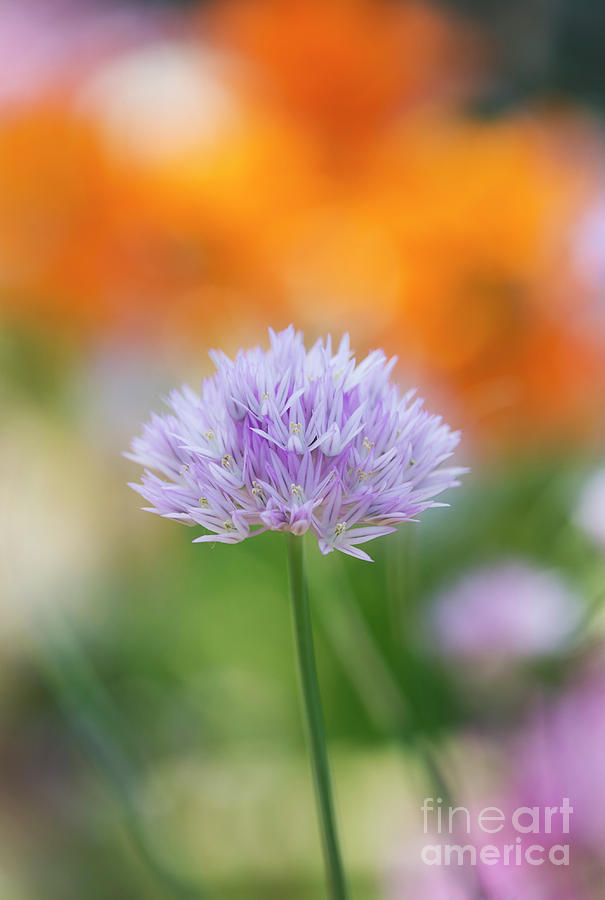 Wild Onion Flower Photograph by Tim Gainey