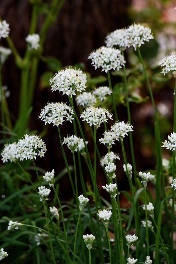 Wild Onions Photograph by Sheila Brown