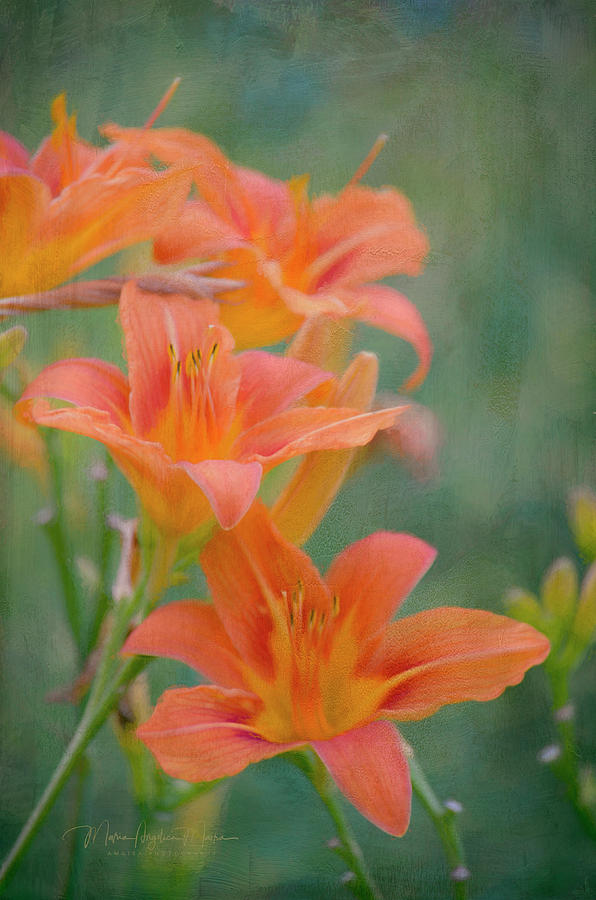 Wild Orange Daylilies Digital Painting  Photograph by Maria Angelica Maira