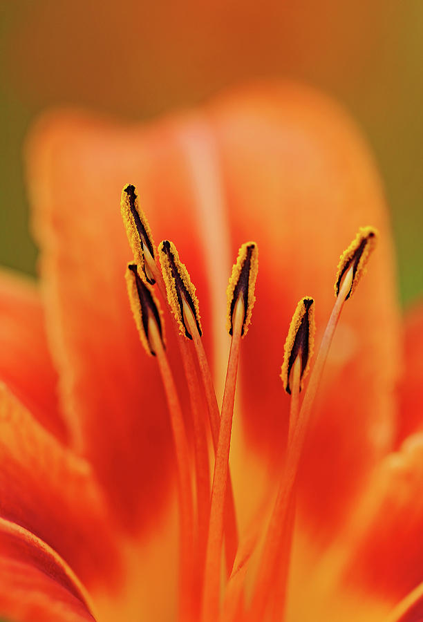 Wild Orange Lily Photograph by Debbie Oppermann