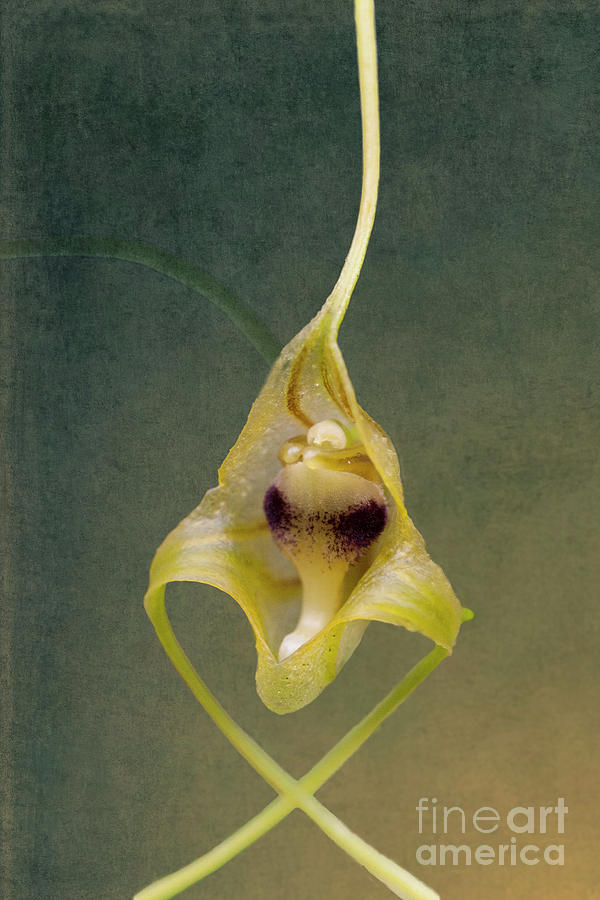 Wild Orchid 2 Photograph by Heiko Koehrer-Wagner