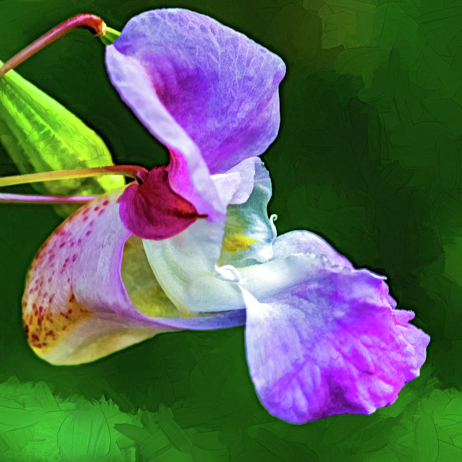 Wild Orchid 3 - Paint Photograph by Steve Harrington