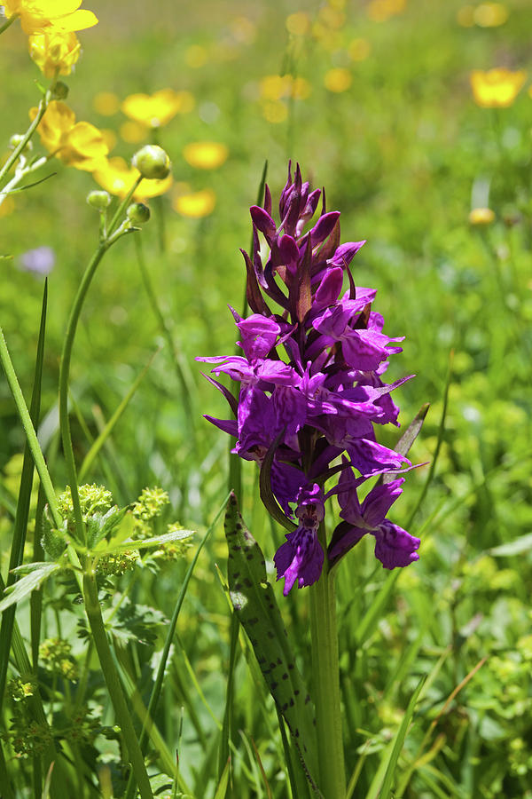 Wild Orchid Photograph