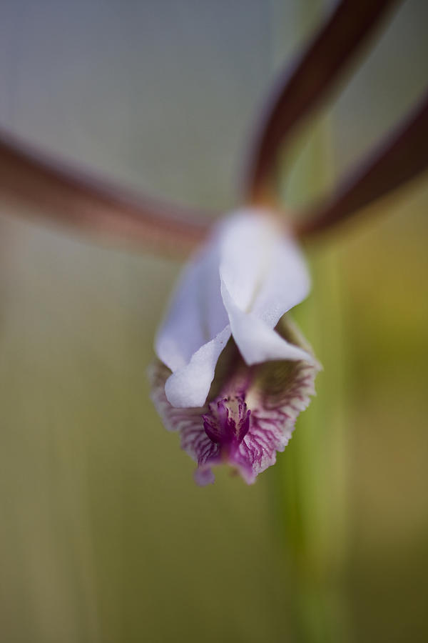 Wild Orchid Photograph by Bob Decker