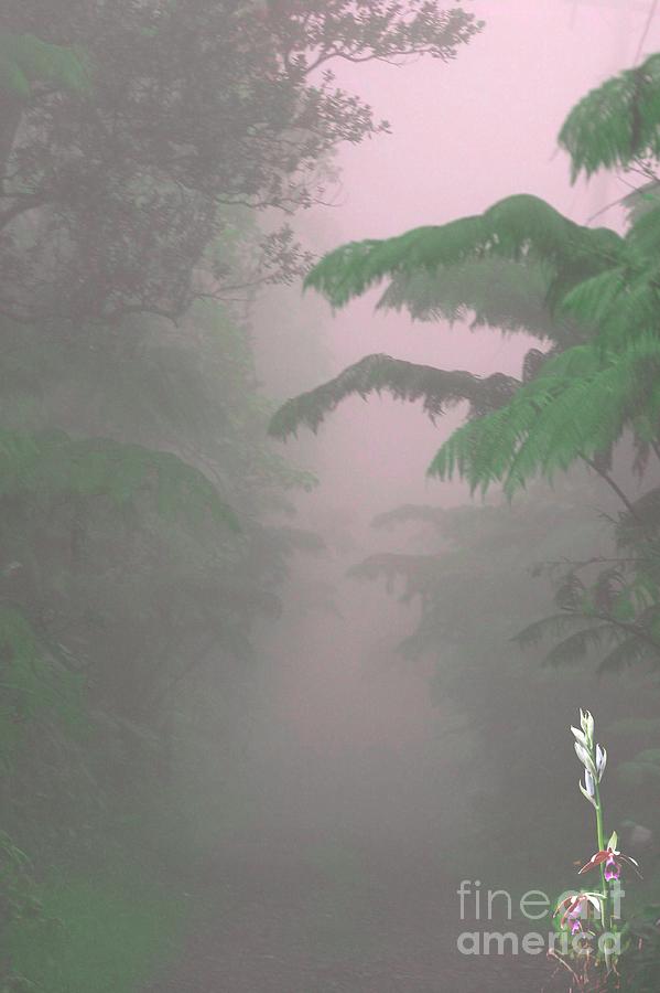 Kilauea Photograph - Wild Orchid in Volcano Mist by Uldra Patty Johnson Kilauea Photograph - Wild Orchid in Volcano Mist by Uldra Patty Johnson