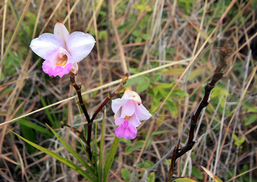 Wild Orchid Photograph by Mary Haber