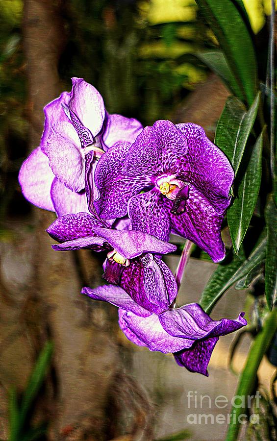 Wild Orchid of Thailand Digital Art by Ian Gledhill